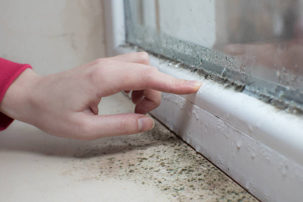 Best Emergency Mold Remediation  in Helemano, HI